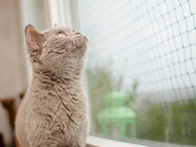 Proteja crianças com rede protetora em Porto Alegre