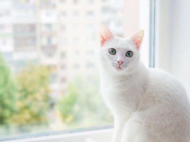 Proteja animais com rede residencial em São Leopoldo