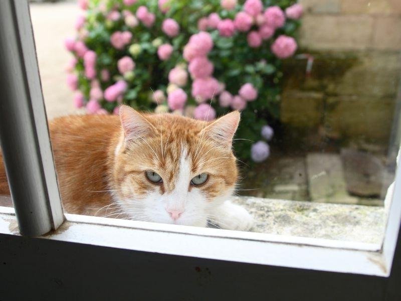 Instalação de rede de proteção em Porto Alegre